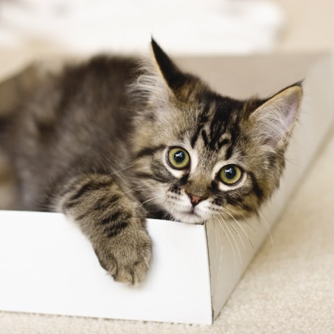 Cat Wet pet food Cat Feed Change box (Futterumstellung) 1 Package -6- Anifit